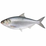 Hilsha Ilish Fish