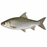 Rui Fish