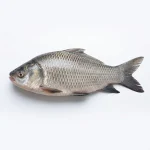 Katla Fish