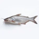Pangash Fish