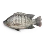 Telapia Fish
