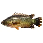Koi Fish