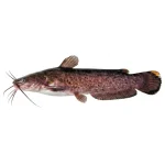 Shing Fish