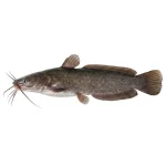 Magur Fish