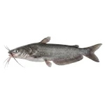 Pabda Fish