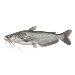 Boal Fish